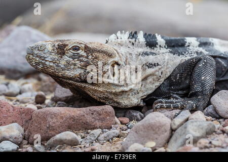 Erwachsenen Isla San Esteban stacheligen-tailed Leguan in der Sonne auf Isla San Esteban, Baja California, Mexiko Stockfoto