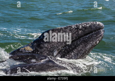 California Grauwal (Eschrichtius Robustus) Kalb mit Mutter in Magdalena Bay, Baja California Sur, Mexiko, Nordamerika Stockfoto