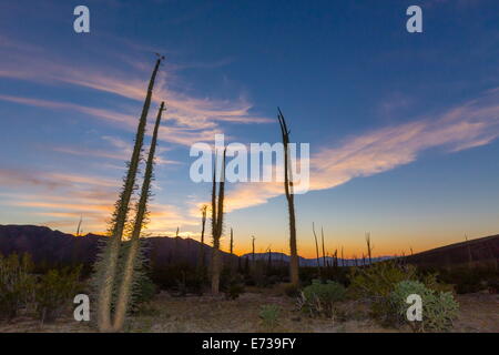 Boojum-Riesenbäume (Cirio) (Fouquieria Columnaris) bei Sonnenuntergang, in der Nähe von Bahia de Los Angeles, Baja California Norte, Mexiko Stockfoto