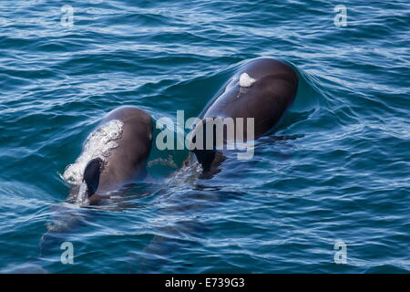 Kurz-finned Grindwal (Globicephala Macrorhynchus) Kuh und Kalb auftauchen off Isla San Marcos, Baja California, Mexiko Stockfoto