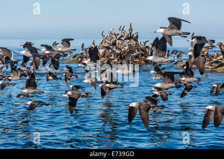 Erwachsenen Heermann Möwen (Larus Heermanni) die Flucht auf Isla Rasita, Baja California, Mexiko, Nordamerika Stockfoto