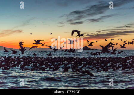 Erwachsenen Heermann Möwen (Larus Heermanni) unter Flug bei Sonnenuntergang auf Isla Rasita, Baja California, Mexiko, Nordamerika Stockfoto