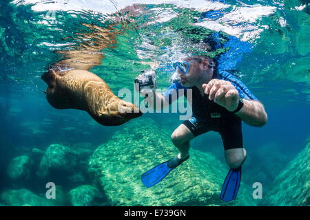 Neugierige junge kalifornische Seelöwe (Zalophus Californianus) mit Schnorchler unter Wasser bei Los Islotes, Baja California Sur, Mexiko Stockfoto