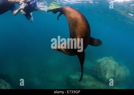 Junge kalifornische Seelöwe (Zalophus Californianus) mit Snorkeles unter Wasser bei Los Islotes, Baja California Sur, Mexiko Stockfoto