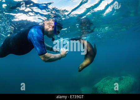 Junge kalifornische Seelöwe (Zalophus Californianus) mit Schnorchler unter Wasser bei Los Islotes, Baja California Sur, Mexiko Stockfoto