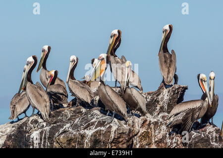 Braune Pelikane (Pelecanus Occidentalis) in der Zucht Gefieder auf Isla Rasita, Baja California, Mexiko, Nordamerika Stockfoto