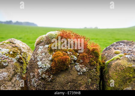 Moos und Flechten auf einer Trockensteinmauer in der Nähe von Elton an einem trüben Frühlingstag, Peak District National Park, Derbyshire, England Stockfoto