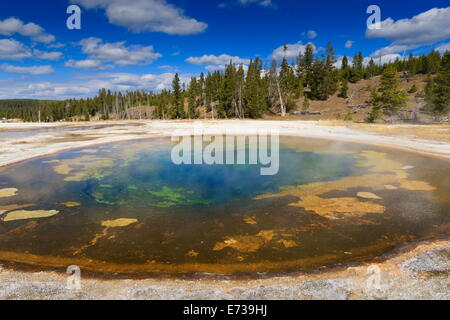 Chromatischer Pool und Umgebung an einem klaren Tag, Upper Geyser Basin, Yellowstone-Nationalpark und UNESCO-Website, Wyoming, USA Stockfoto