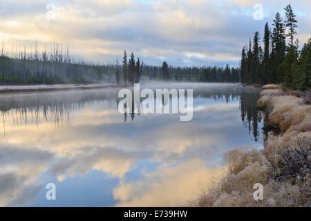 Regenerierende Bäume spiegelt sich in einer frostigen und nebligen Lewis River im Morgengrauen, der UNESCO, Yellowstone-Nationalpark, Wyoming, USA Stockfoto