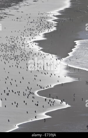 Voller Leben, Gentoo Penguins (Pygoscelis Papua) am Strand, Hals, Saunders Island, Falkland-Inseln, Südamerika Stockfoto