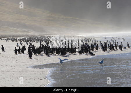 Gentoo Penguin (Pygoscelis Papua) und Meer sprühen, den Hals, Saunders Island, Falkland-Inseln, Südamerika Stockfoto