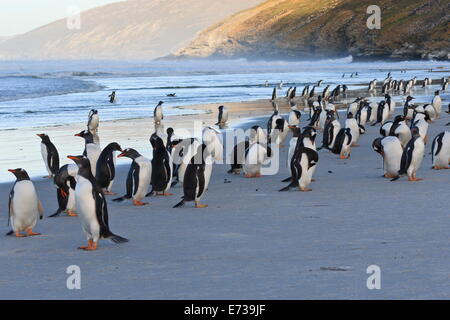 Gentoo Penguins (Pygoscelis Papua) am Strand mit sanften Wellen, Abend am Hals, Saunders Island, Falkland Inseln Stockfoto