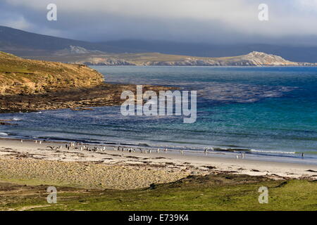 Gentoo Penguins (Pygoscelis Papua) am Strand mit Bergen eingehüllt in niedrigen Wolken, den Hals, Saunders Island, Falkland-Inseln Stockfoto