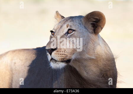 Löwin (Panthera Leo), Kgalagadi Transfrontier Park, Südafrika, Afrika Stockfoto