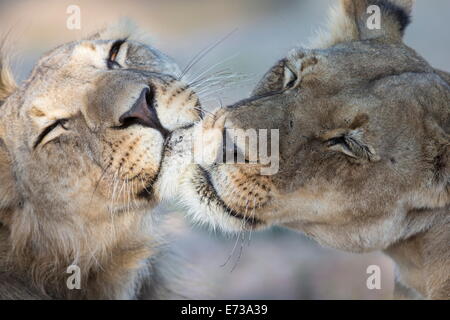 Löwen (Panthera Leo) Pflege, Kgalagadi Transfrontier Park, Südafrika, Afrika Stockfoto