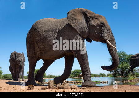 Afrikanische Elefanten (Loxodonta Africana) am Wasserloch, Madikwe Game Reserve, North West Province, Südafrika, Afrika Stockfoto