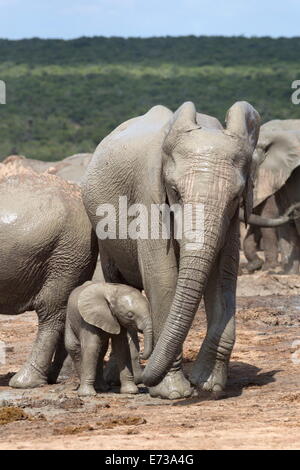 Afrikanischer Elefant-Mutter und Baby an Hapoor Wasserloch, Addo Elephant National Park, Eastern Cape, South Africa Stockfoto