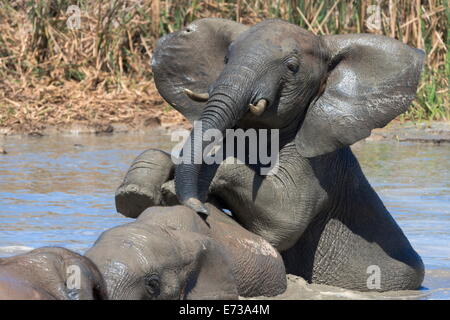 Afrikanische Elefanten trinken und Baden an Hapoor Wasserloch, Addo Elephant National Park, Eastern Cape, South Africa Stockfoto