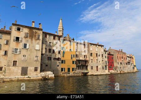 Hochfliegenden Vögel über die Altstadt-Halbinsel an einem Sommertag am frühen Morgen, Rovinj (Rovigno) Halbinsel, Istrien, Kroatien, Europa Stockfoto