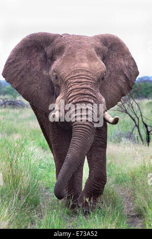 Stier Elefanten (Loxodonta Africana), Madikwe verdienen, North West Province, Südafrika, Afrika Stockfoto