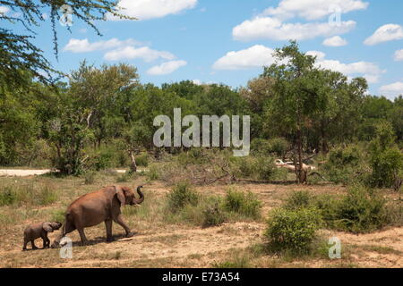 Afrikanische Elefanten (Loxodonta Africana) auf den Weg aus dem Wasser, Madikwe reservieren, North West Province, Südafrika, Afrika Stockfoto