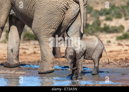 Elefant (Loxodonta Africana) Kalb am Wasser, Addo Elephant National Park, Südafrika, Afrika Stockfoto