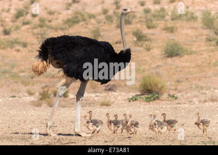 Strauß (Struthio Camelus) männlich mit Küken, Kgalagadi Transfrontier Park, Northern Cape, Südafrika, Afrika Stockfoto