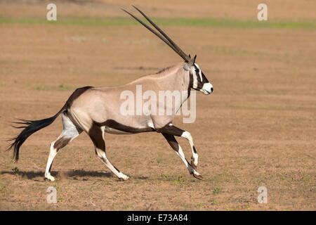 Oryx (Oryx Gazella Gazella) ausgeführt, Kgalagadi Transfrontier Park, Northern Cape, Südafrika, Afrika Stockfoto