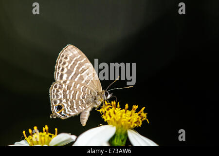 Schmetterling auf Blume für Adv oder Othersr verwendbar Stockfoto