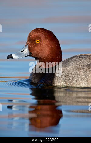 Rothaarige (Aythya Americana) schwimmen, Clark County, Nevada, Vereinigte Staaten von Amerika, Nordamerika Stockfoto