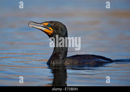 Doppel-crested Kormoran (Phalacrocorax Auritus), Clark County, Nevada, Vereinigte Staaten von Amerika, Nordamerika Stockfoto