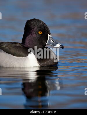 Ring – Necked Duck (Aythya Collaris) schwimmen, Clark County, Nevada, Vereinigte Staaten von Amerika, Nordamerika Stockfoto