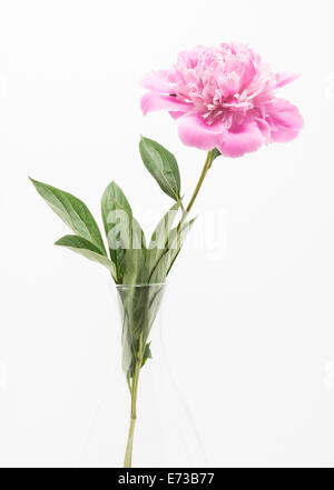 Nahaufnahme eines blühenden rosa Pfingstrose Blumen in Glasvase Stockfoto