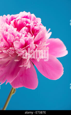 Nahaufnahme eines blühenden rosa Pfingstrose Blumen auf blauem Hintergrund Stockfoto