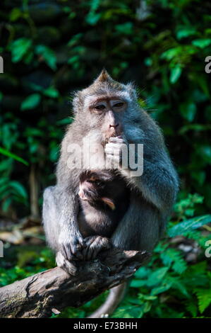 Krabbe-Essen Makaken (Macaca Fascicularis), Monkey Forest, Ubud, Bali, Indonesien, Südostasien, Asien Stockfoto
