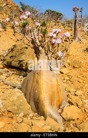 Flasche Bäume in Blüte (Adenium Obesum), endemische Baum der Insel Sokotra, UNESCO Stätte, Jemen, Sokotra, Homil Protected Area Stockfoto