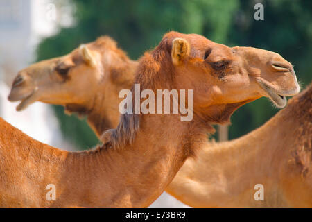 Kamele in Camel Souk, Waqif Souq, Doha, Katar, Naher Osten Stockfoto