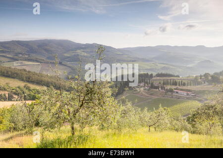 Olivenhaine und Weinberge in der Nähe von Radda in Chianti, Toskana, Italien, Europa Stockfoto
