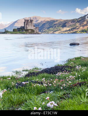 Seathrift Blumen vor Eilean Donan Castle und Loch Duich, Highlands, Schottland, Vereinigtes Königreich, Europa Stockfoto