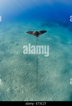 Spotted Eagle Ray juvenile über sandigen Meeresboden, von oben, Naama Bay, Sharm El Sheikh, Rotes Meer, Ägypten, Nordafrika Stockfoto