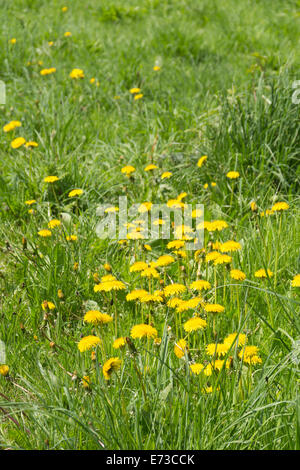 Ein Abschnitt eines Feldes von Löwenzahn (Taraxacum Officinale) wächst üppig grüne Gras in England. Stockfoto