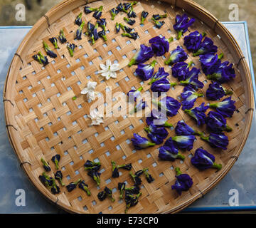 Clitoria Ternatea oder Butterfly Pea Blumen Stockfoto