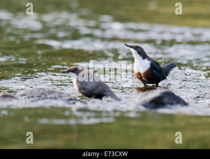 Paar der Wasseramsel, Cinclus Cinclus thront neben einem schnell fließenden Fluss auf der Isle of Mull, Schottland Stockfoto