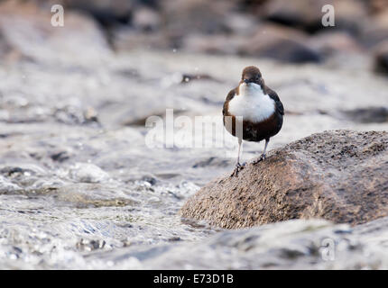 Dipper, thront Cinclus Cinclus neben einem schnell fließenden Fluss auf der Isle of Mull, Schottland Stockfoto