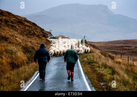 Schafzüchter bewegt seine Schafe entlang einer einzigen Spur Road, Elgol, Isle Of Skye, Schottland Stockfoto