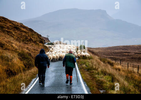 Schafzüchter bewegt seine Schafe entlang einer einzigen Spur Road, Elgol, Isle Of Skye, Schottland Stockfoto