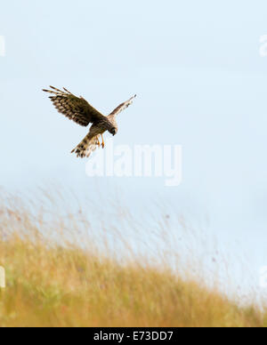 Weibliche Kornweihe Circus Cyaneus Jagd über Wiesen auf die Isle of Mull, Schottland Stockfoto