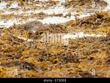 Brachvogel Numenius Arquata mit kleinen Krabben am Ufer des Meeres Loch auf der Isle of Mull, Schottland Stockfoto