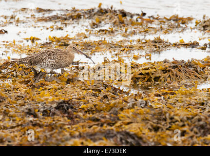 Brachvogel Numenius Arquata Futtersuche entlang der Ufer des See Loch auf der Isle of Mull, Schottland Stockfoto