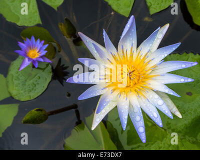 Seerose mit Regentropfen, Nymphaea sp. Stockfoto